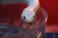 /album/%e5%8b%95%e7%89%a9/img-2141-jpg1/